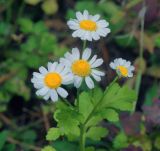 Pyrethrum parthenium. Верхушка цветущего растения. Московская обл., Раменский р-н, окр. дер. Хрипань, садовый участок. 27.09.2015.