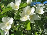 Philadelphus coronarius