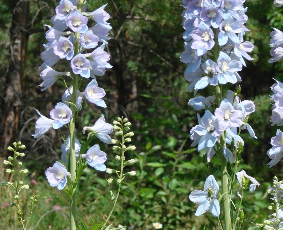 Image of Delphinium × phoeniceum specimen.