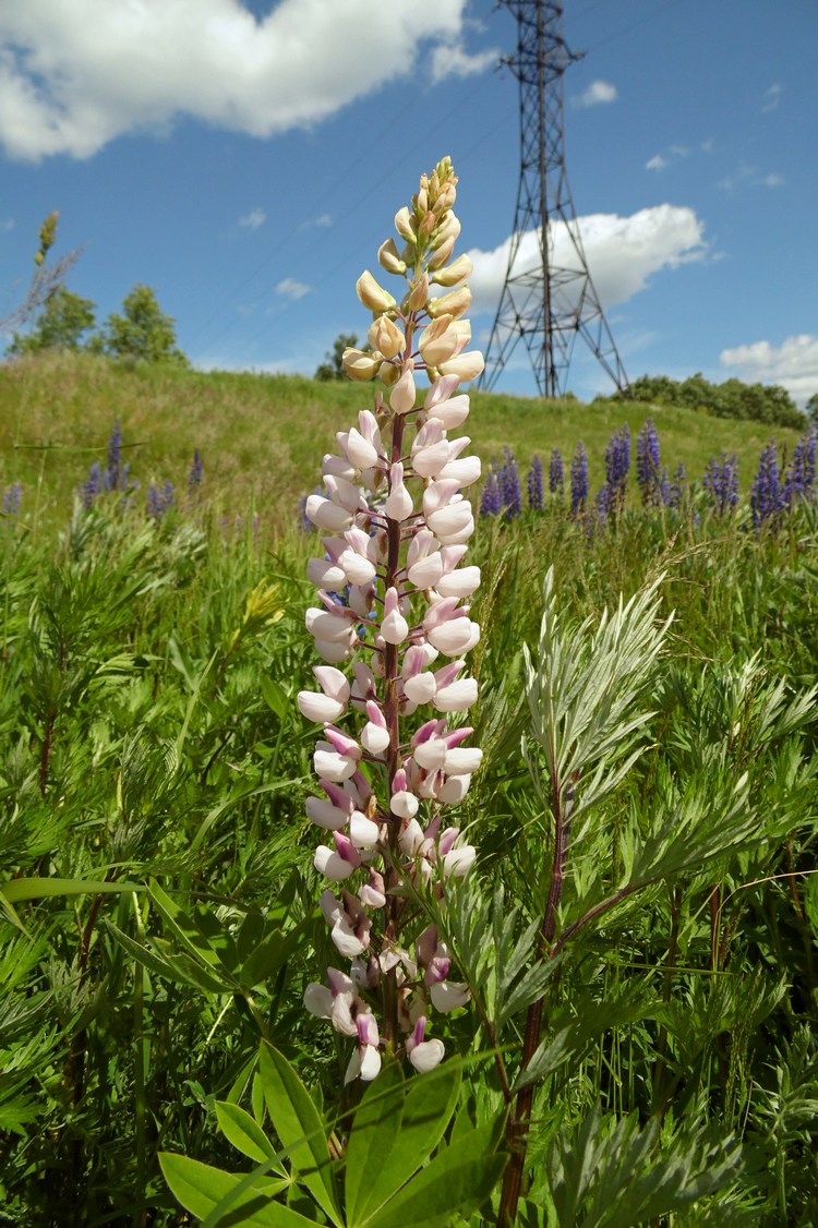 Изображение особи Lupinus &times; regalis.