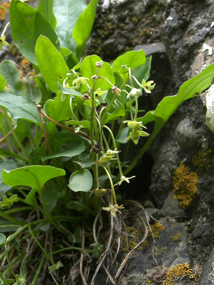 Изображение особи Omphalodes rupestris.