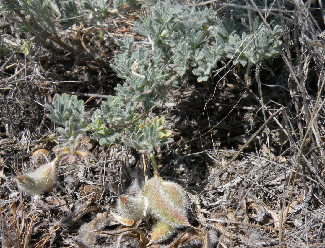 Изображение особи Astragalus subarcuatus.