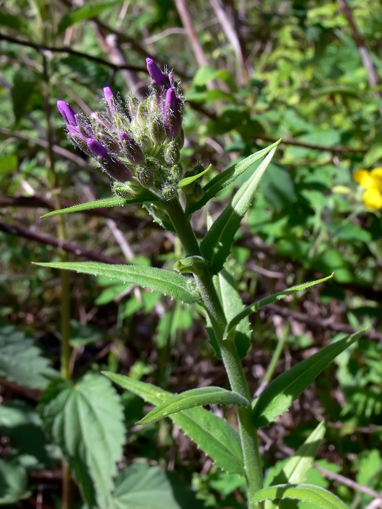 Image of Hesperis matronalis specimen.