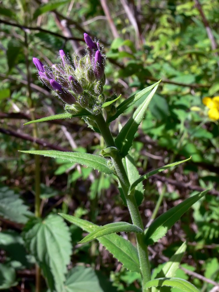 Изображение особи Hesperis matronalis.