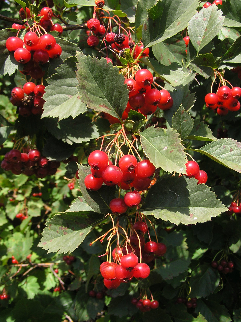 Image of Crataegus sanguinea specimen.