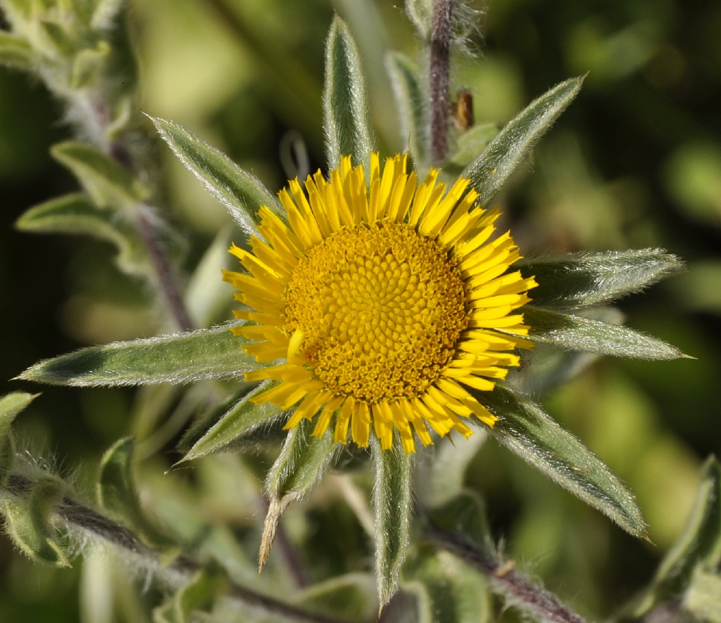 Изображение особи Pallenis spinosa.