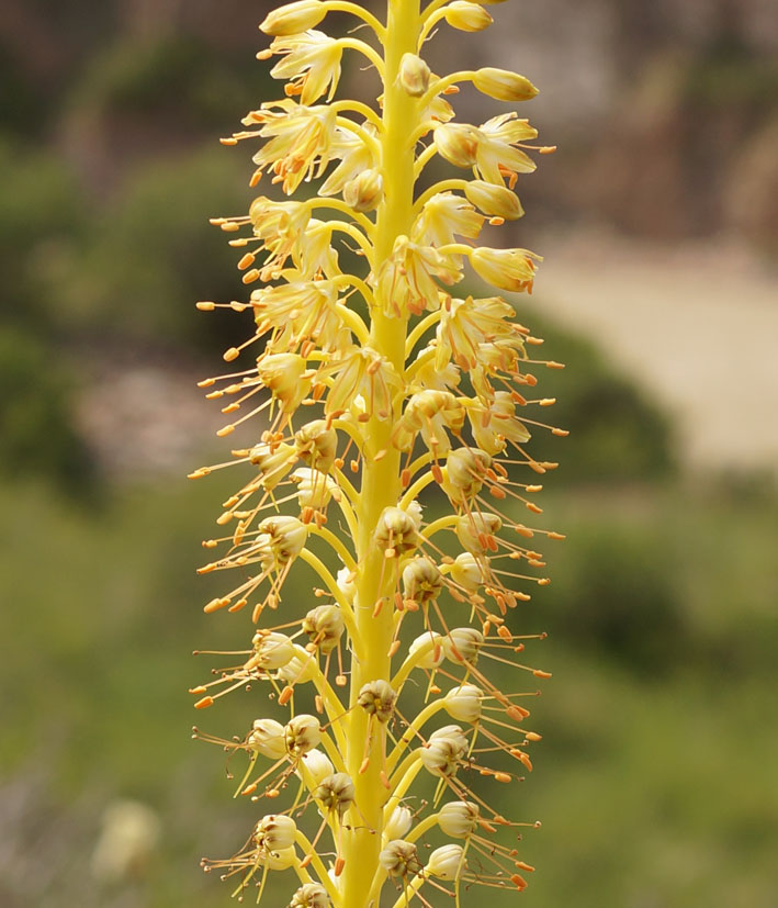 Изображение особи Eremurus fuscus.