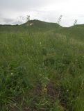 Camelina microcarpa