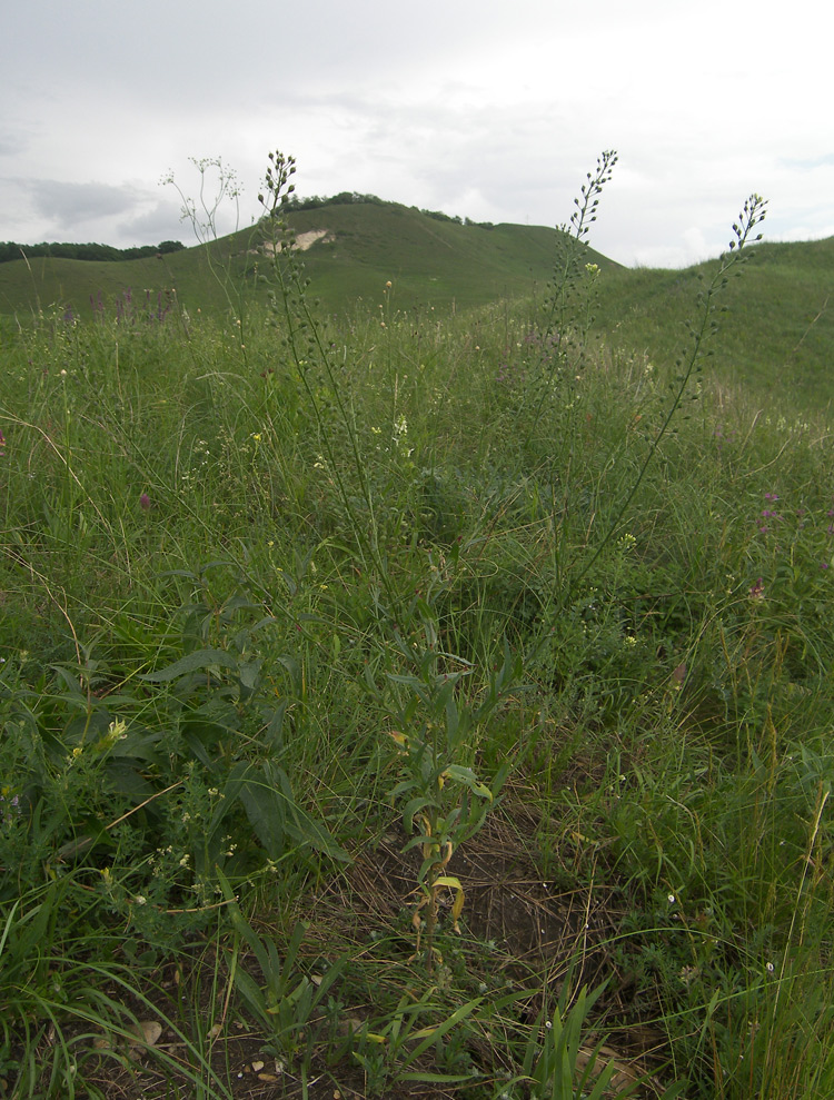 Image of Camelina microcarpa specimen.