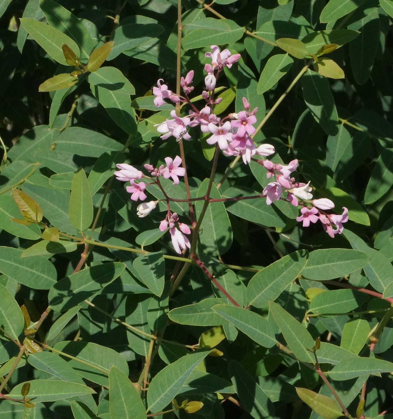 Изображение особи Trachomitum lancifolium.