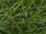 genus Hierochloe