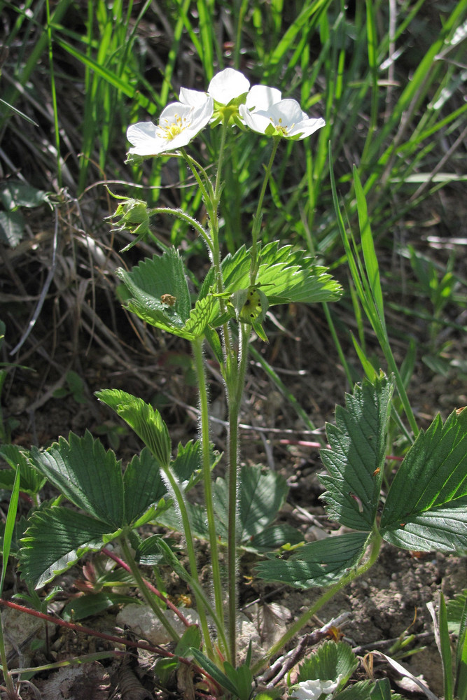 Image of Fragaria campestris specimen.