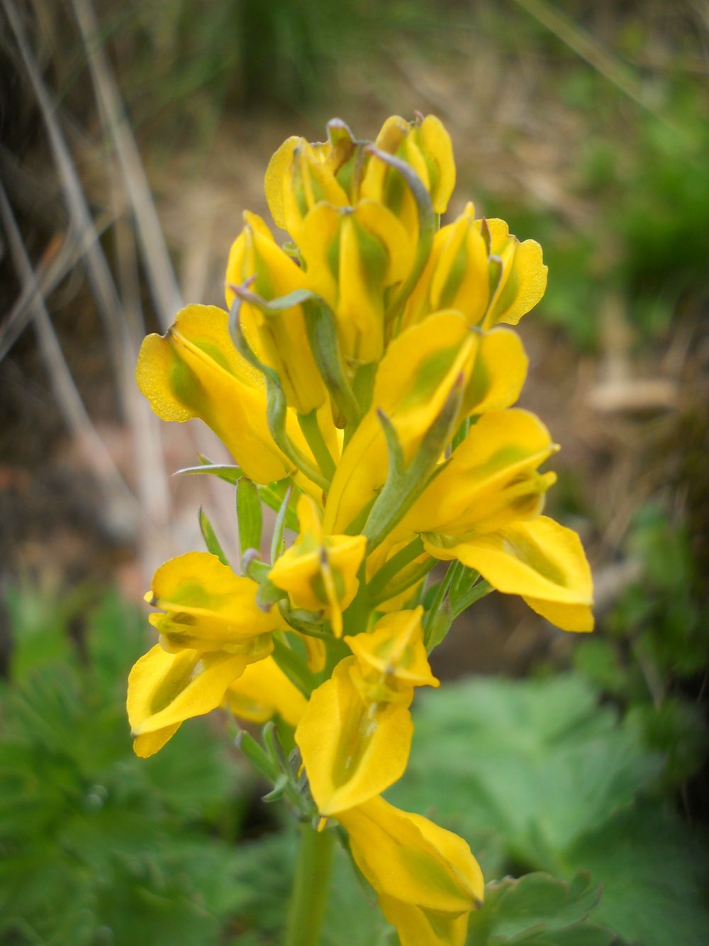 Image of Corydalis gortschakovii specimen.