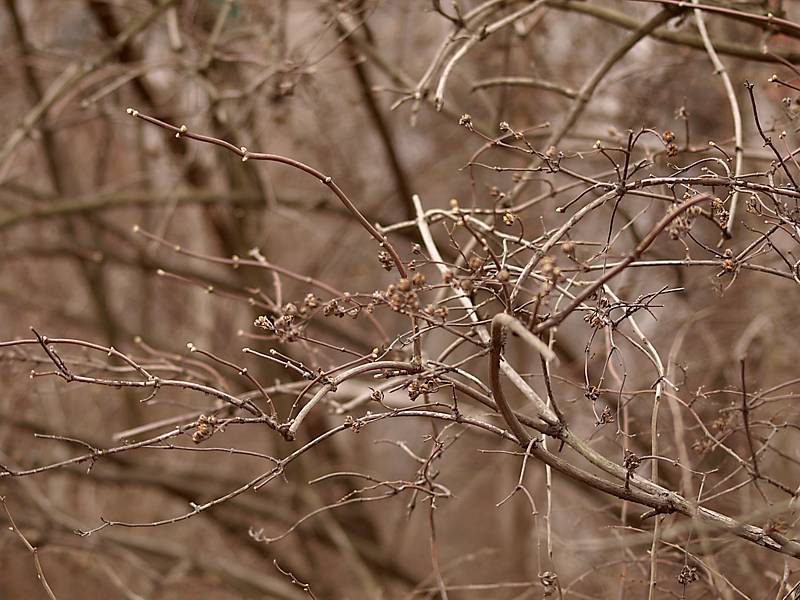 Изображение особи Philadelphus coronarius.