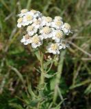 Achillea cartilaginea