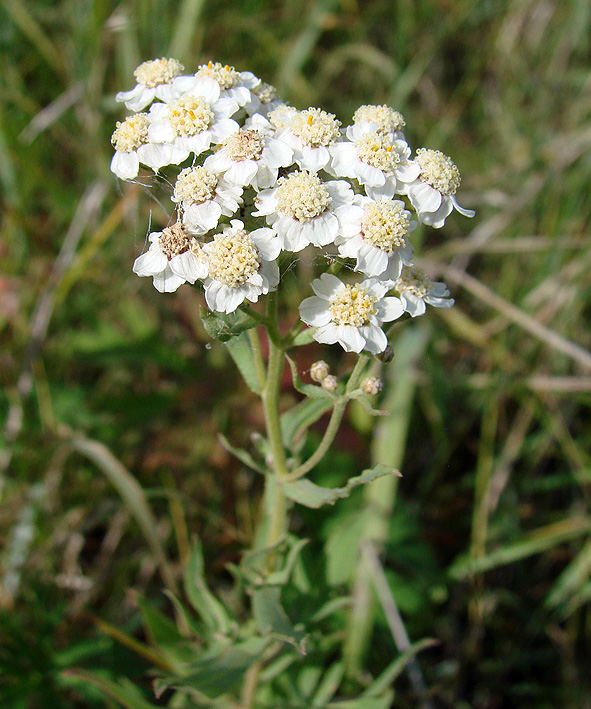 Изображение особи Achillea cartilaginea.