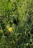 Tragopogon subspecies major