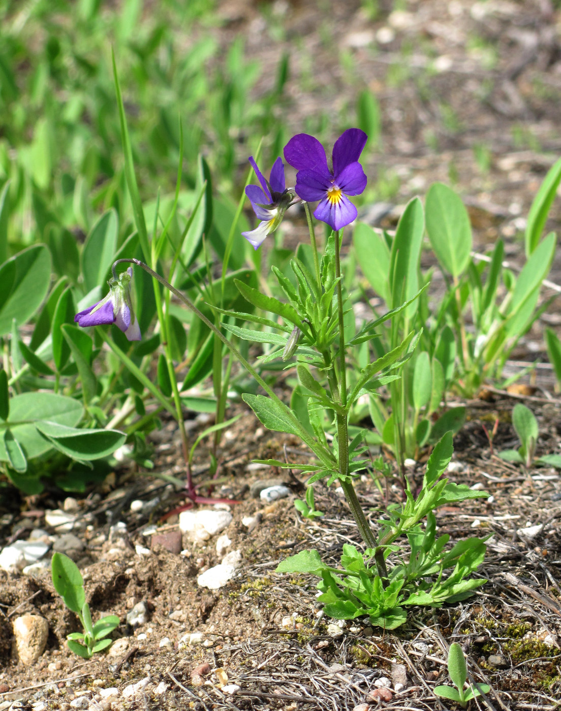 Изображение особи Viola tricolor.