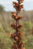 Orobanche bartlingii. Часть соплодия. Ленинградская обл., Ломоносовский р-н, окр. дер. Глядино, суходольный луг на известняке. 20.09.2015.