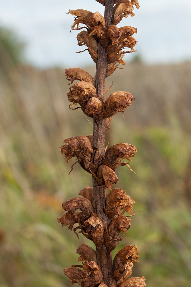 Image of Orobanche bartlingii specimen.