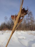 Juncus leucochlamys. Прошлогоднее соплодие. Республика Бурятия, Баунтовский эвенкийский р-н, окр. пос. Северный, марь. 23.02.2016.