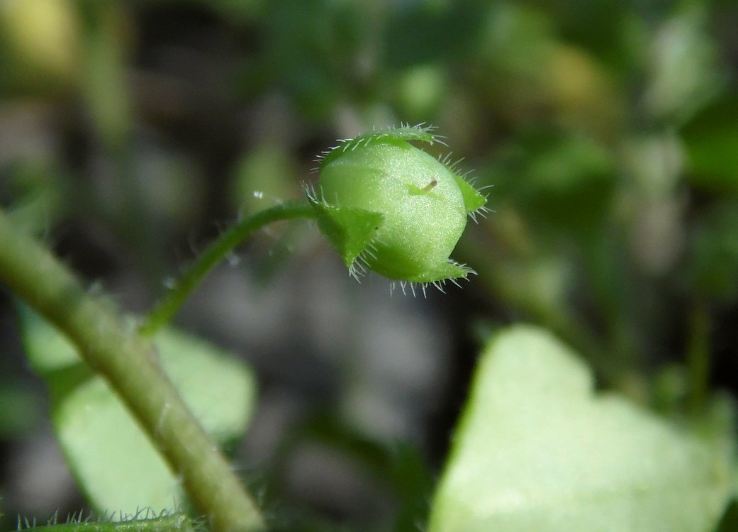 Image of Veronica sublobata specimen.