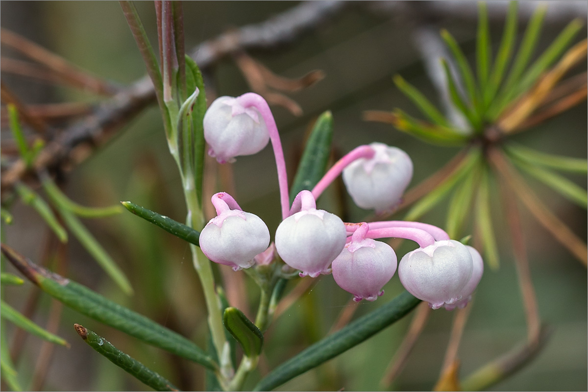 Изображение особи Andromeda polifolia.