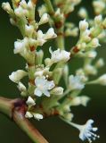 Reynoutria japonica. Часть соцветия. Санкт-Петербург. 12 сентября 2009 г.