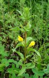 Oenothera rubricaulis