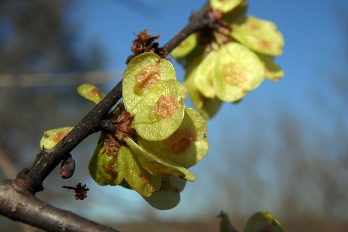 Изображение особи Ulmus minor.