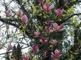 Magnolia liliiflora. Ветви с цветками. Краснодарский край, г. Сочи. Центральный р-н, в культуре. 27.03.2016.