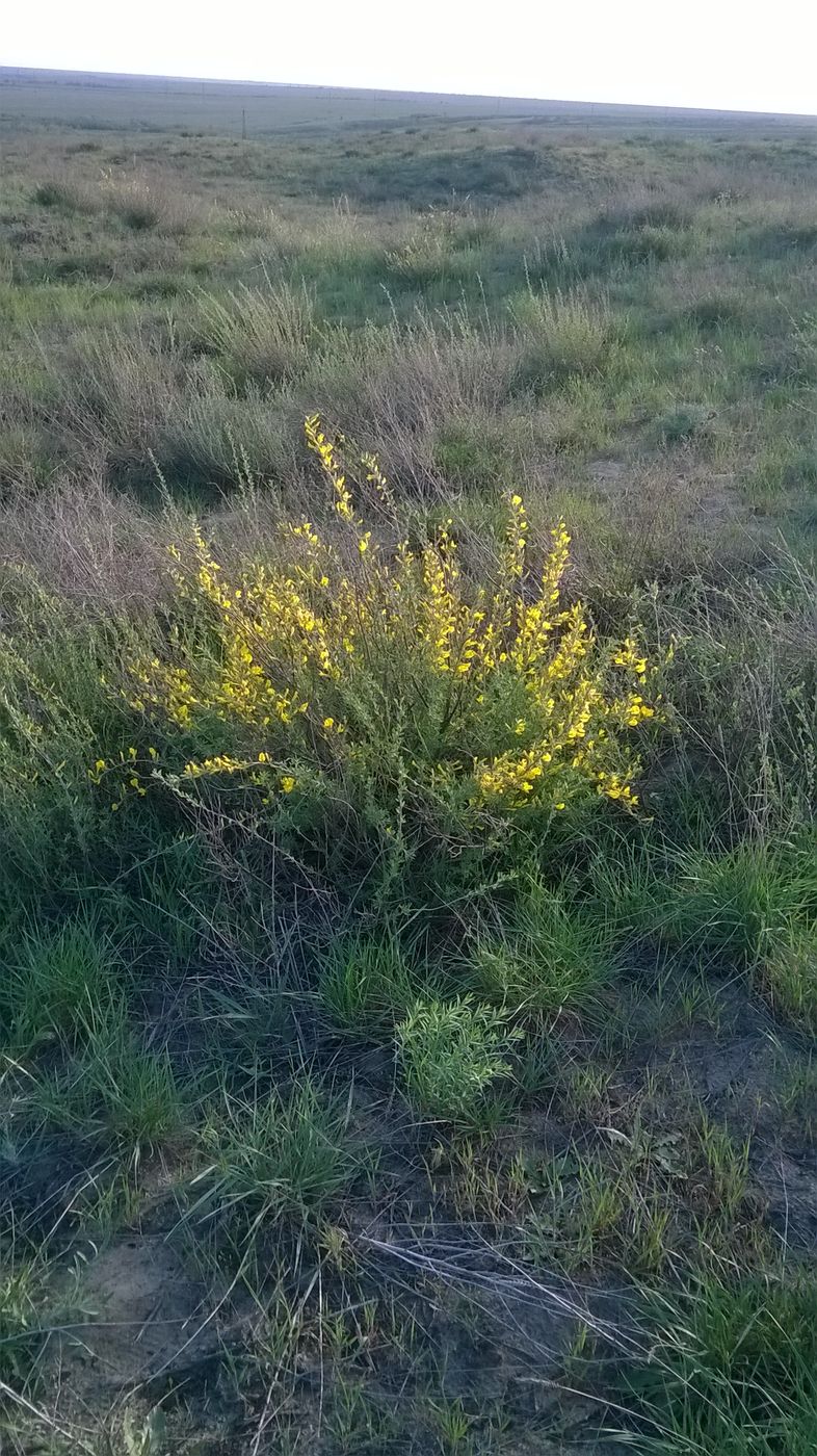 Изображение особи Chamaecytisus ruthenicus.