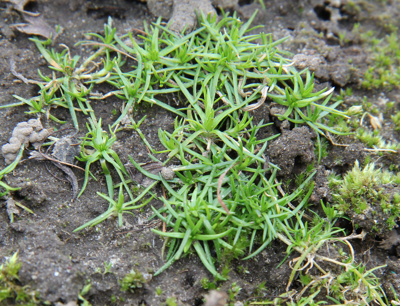 Image of Sagina procumbens specimen.