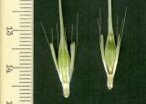 Hordeum spontaneum
