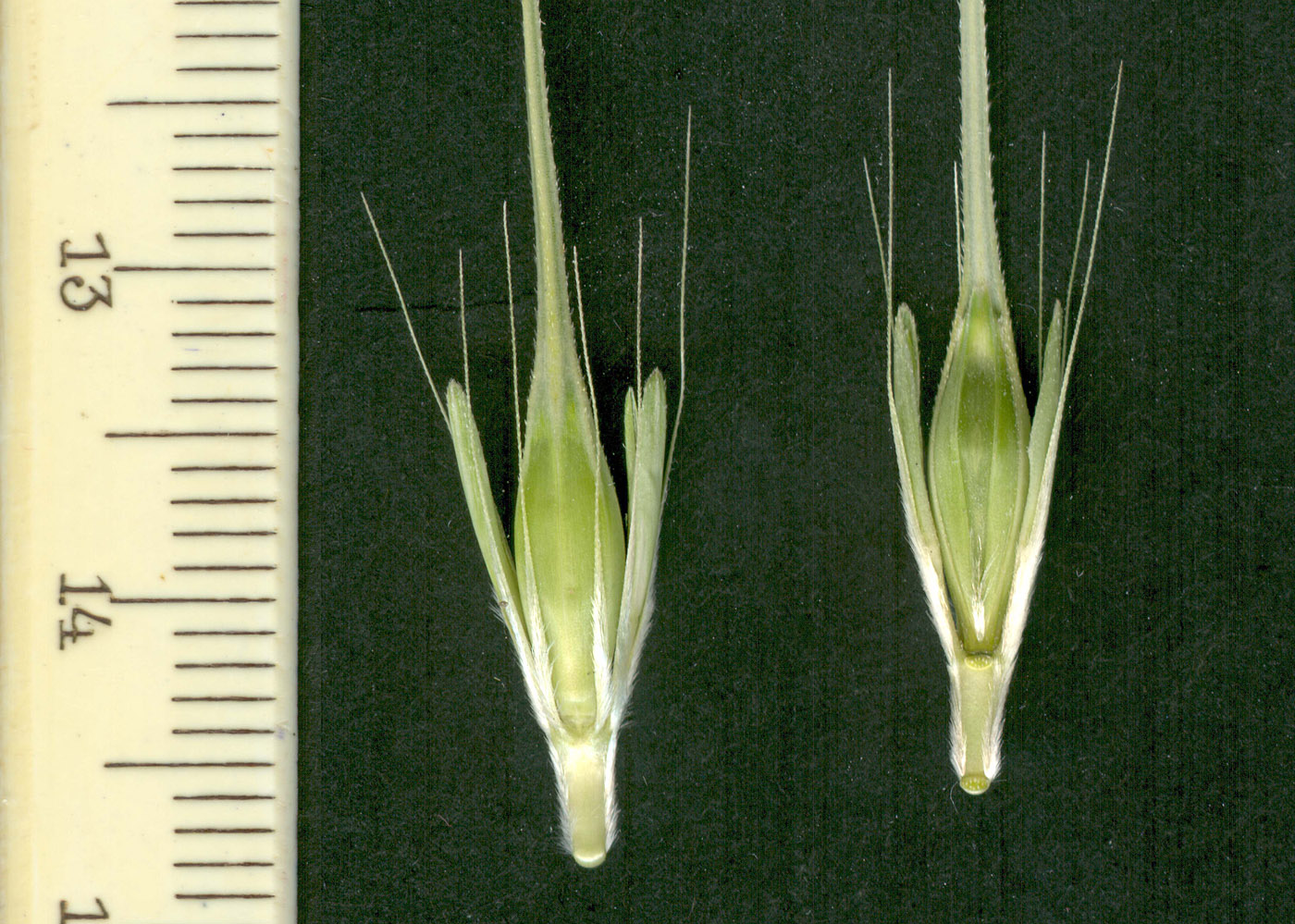 Изображение особи Hordeum spontaneum.