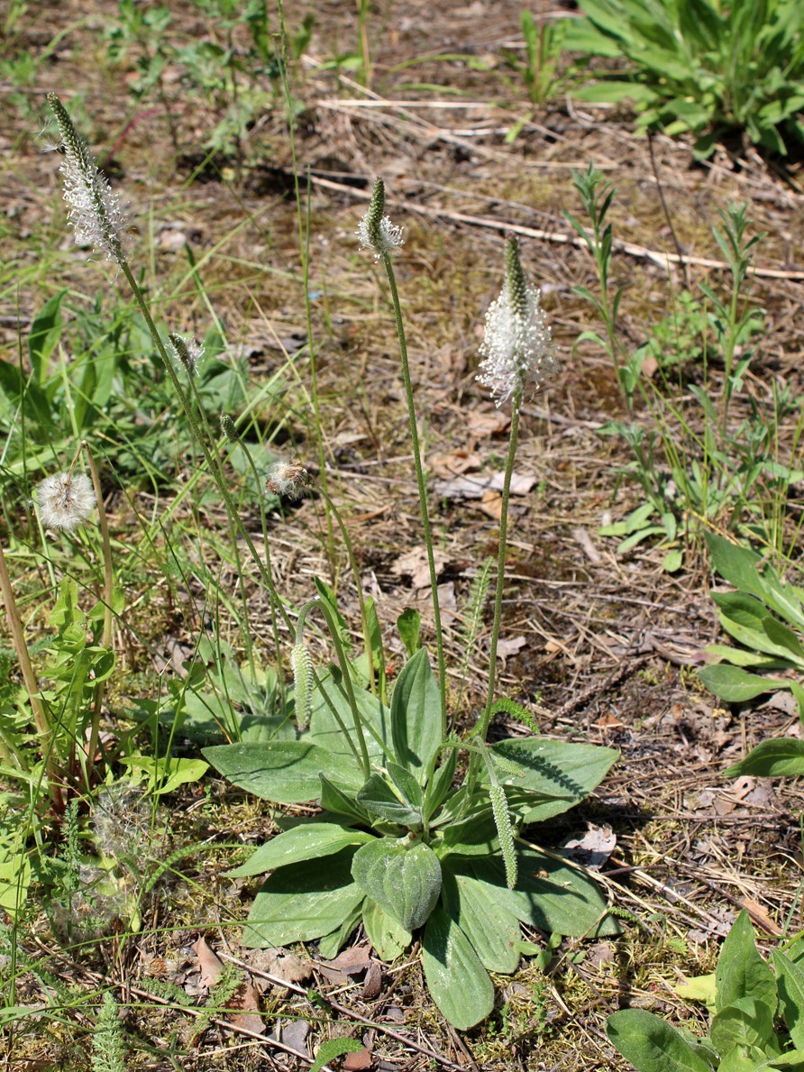 Изображение особи Plantago urvillei.