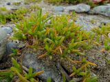 род Salsola. Побеги. Приморье, окр. г. Находка, бухта Шепалово, песчано-гравийный берег. 11.06.2016.
