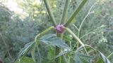 Torilis arvensis