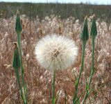 Tragopogon dubius ssp. major