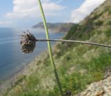 Cephalaria coriacea. Сухой прошлогодний побег с соплодием и живой стебель. Краснодарский край, м/о Анапа, окр. пос. Бол. Утриш, обрывисто-осыпной щебнистый приморский склон. 06.07.2014.