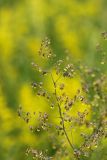 genus Thalictrum