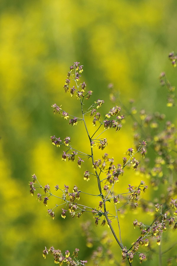 Изображение особи род Thalictrum.