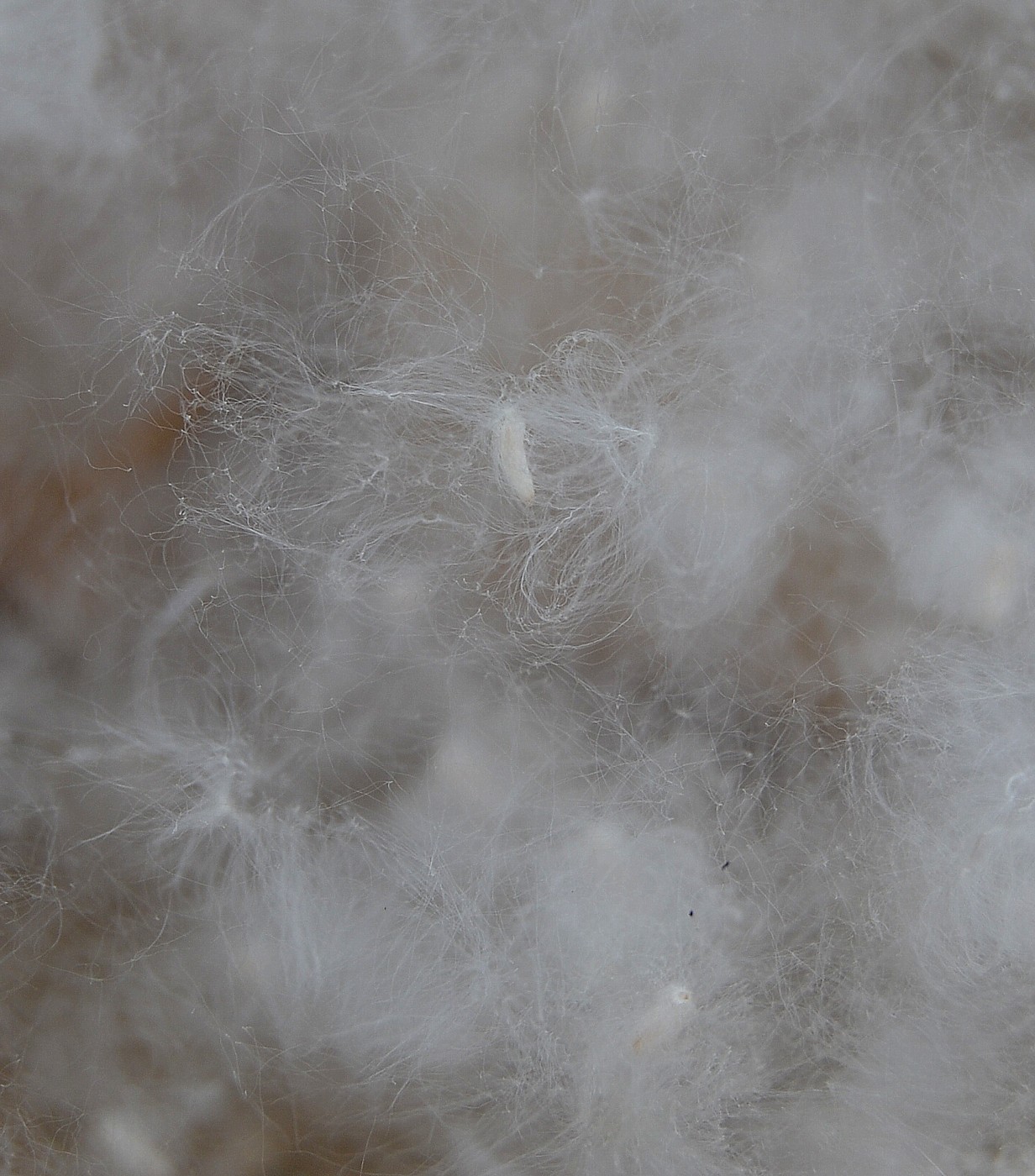 Image of Populus nigra specimen.