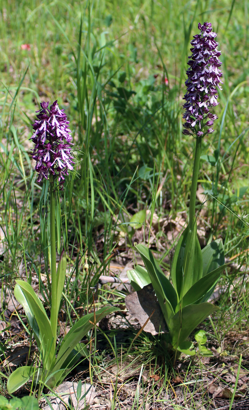 Image of Orchis purpurea ssp. caucasica specimen.