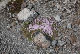 Silene acaulis