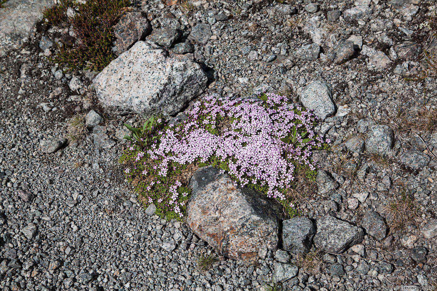 Изображение особи Silene acaulis.