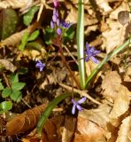 Scilla bifolia