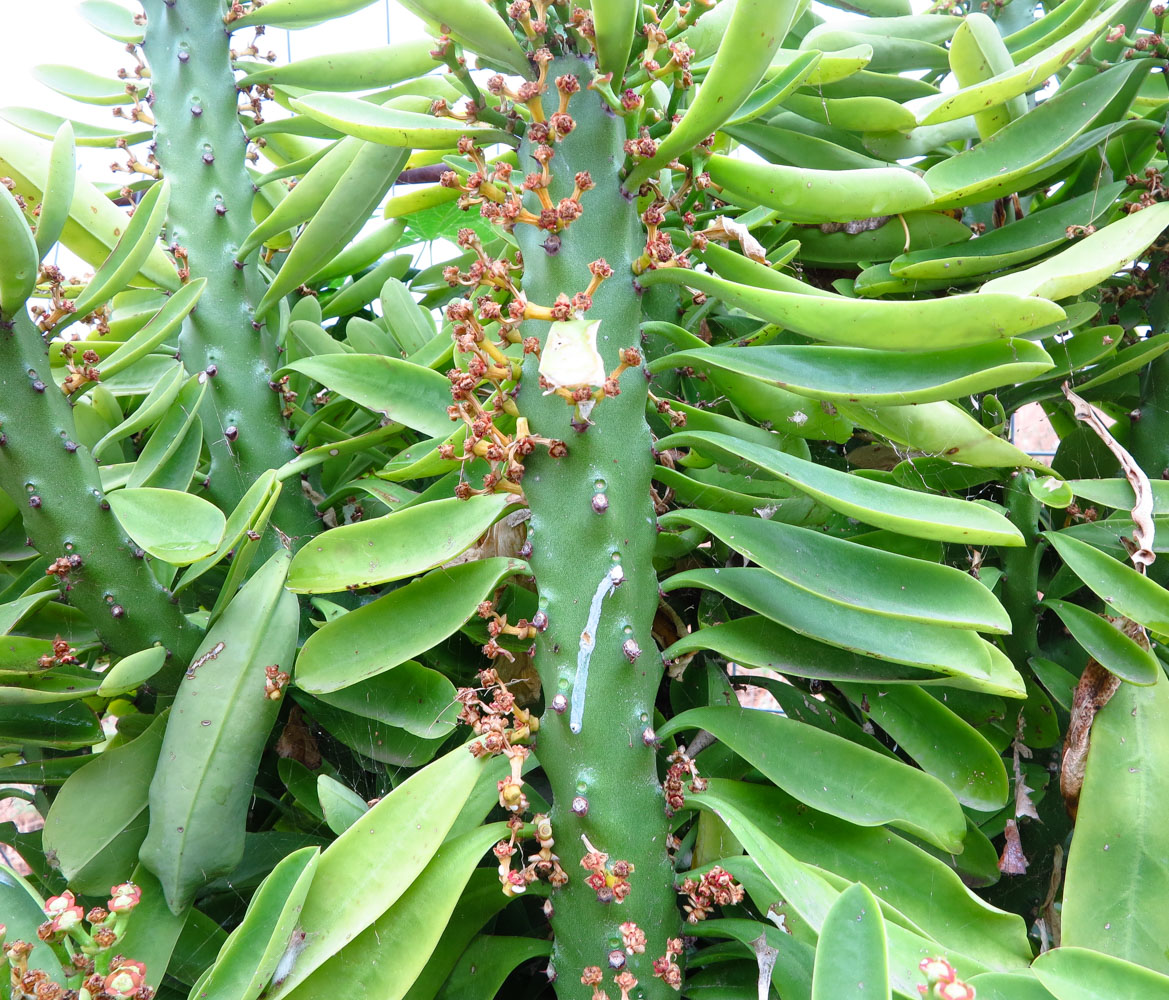 Image of Euphorbia neriifolia specimen.