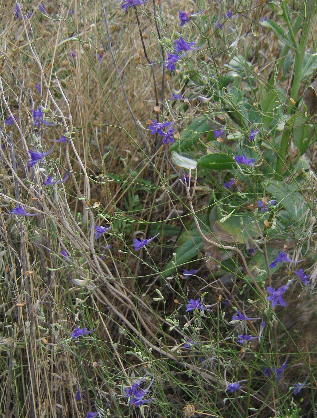 Image of Delphinium consolida specimen.