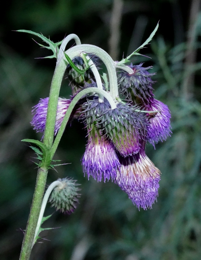 Image of Cirsium pendulum specimen.